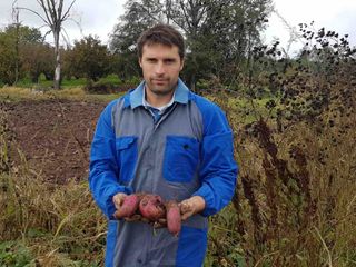 Ancora batate frutto del raccolto Ancora batate frutto del raccolto