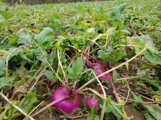 Un campo di rape