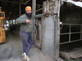 Il collaboratore indiano Singh Hardip al lavoro nella stalla