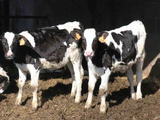 Due capi piccoli di Frisona