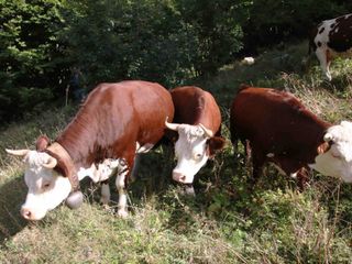 Mucche in alpeggio Mucche in alpeggio