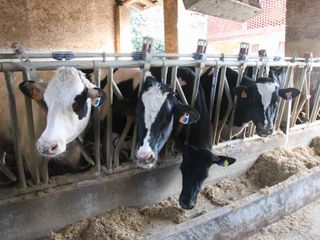 Le mucche si alimentano