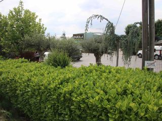 Il vivaio visto dalla carreggiata della circonvallazione Cuneo-Saluzzo