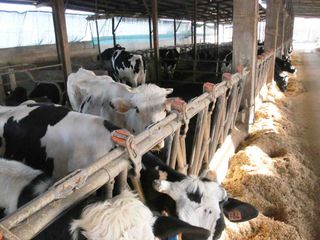 Nella stalla gli spazi disponibili per gli animali sono ampi