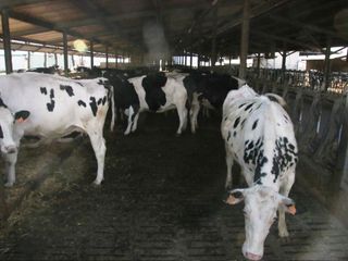 Capi bovini in libertà