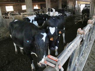 Nell'allevamento dell'azienda agricola Fusero il benessere animale è garantito