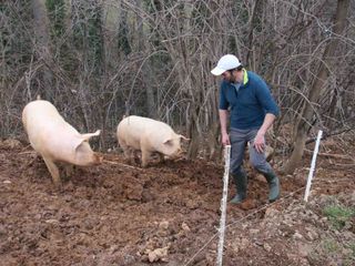 Flavio entra in un recinto Flavio entra in un recinto