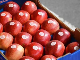Alcune splendide Mele Rosse Cuneo con il marchio Igp Alcune splendide Mele Rosse Cuneo con il marchio Igp