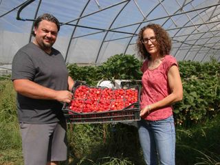 Una cassetta di fragole fuori suolo
