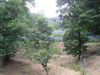 I terrazzamenti con le coltivazioni di piccoli frutti