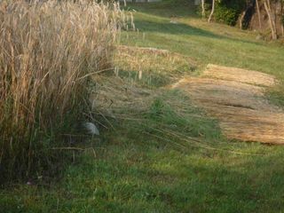 Un campo di segale matura Un campo di segale matura