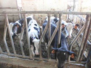 I piccoli bovini di Razza Frisona