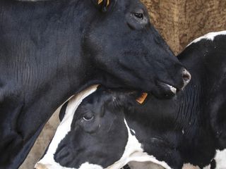 Mucche tranquille a riposo