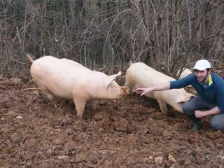 Flavio con alcuni suini allevati all'aria aperta Flavio con alcuni suini allevati all'aria aperta