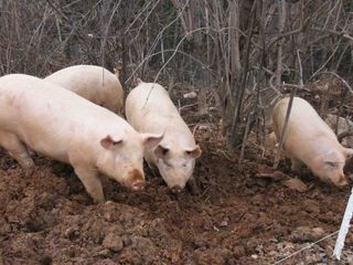 Alcuni maiali nel recinto Alcuni maiali nel recinto