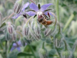 Un'ape succhia il nettare sul fiore di borragine