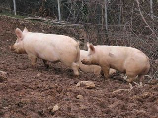 Altri maiali allo stato brado Altri maiali allo stato brado