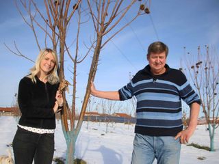 Tra le piante di castagno