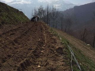 Il terrazzamento dove si stanno piantando le patate con la cima Durand sullo sfondo