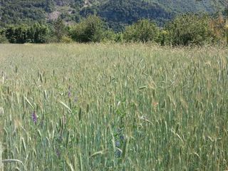 Un campo di segale in maturazione nella Valle Gesso Un campo di segale in maturazione nella Valle Gesso