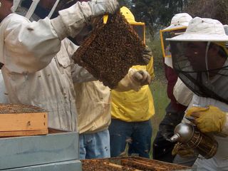 L'attività formativa pratica a un corso di Aspromiele