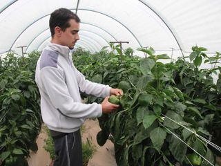 Marco raccoglie i peperoni Cuneo