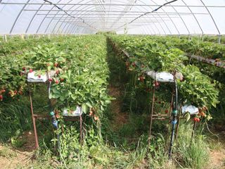 Una serra di fragole fuori suolo a Monastero di Dronero
