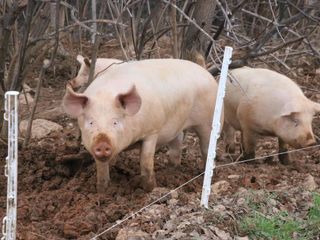 Suini allevati all'aria aperta Suini allevati all'aria aperta