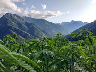 Terreni coltivati a canapa