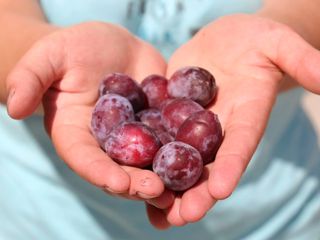 Susine di qualità prodotte in provincia di Cuneo Susine di qualità prodotte in provincia di Cuneo