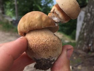 A volte nel bosco spuntano i funghi