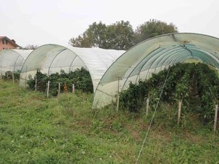 Tre serre di peperoni Cuneo