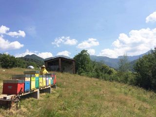 Ancora Alessio al lavoro in un apiario di Roccaforte Ancora Alessio al lavoro in un apiario di Roccaforte