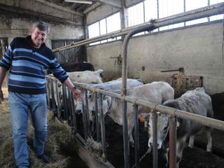 Con i bovini di Razza Piemontese