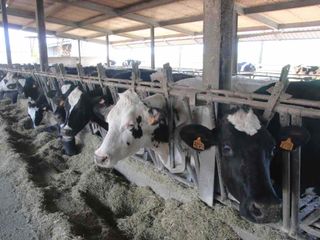 Un allevamento di razza Frisona