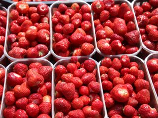 Lo splendore delle fragole appena raccolte