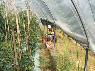 La raccolta dei pomodori