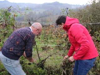 Al lavoro nella vigna
