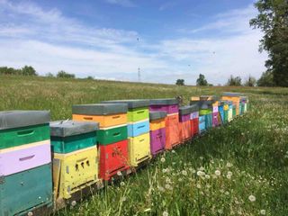 Un altro apiario Un altro apiario