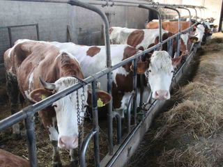Le mucche di Razza Pezzata Rossa Italiana