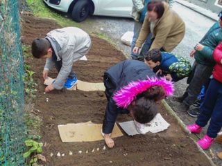 Gli alunni piantano l'Aglio