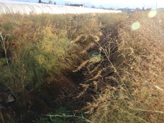 Un campo di asparagi Un campo di asparagi