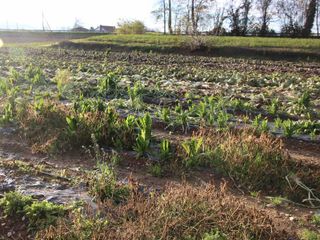 La coltivazione all'aperto delle insalate invernali La coltivazione all'aperto delle insalate invernali