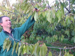 Giorgio nel frutteto Giorgio nel frutteto