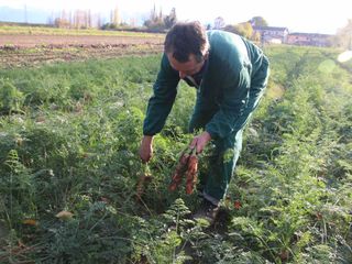 La raccolta delle carote La raccolta delle carote