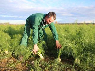 La coltivazione dei finocchi La coltivazione dei finocchi