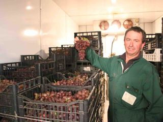 Lo stoccaggio dell'uva apirene Lo stoccaggio dell'uva apirene