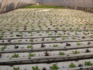 La coltivazione in serra dell'insalata La coltivazione in serra dell'insalata