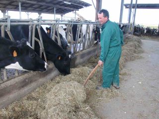 La distribuzione del fieno ai capi di Razza Frisona La distribuzione del fieno ai capi di Razza Frisona