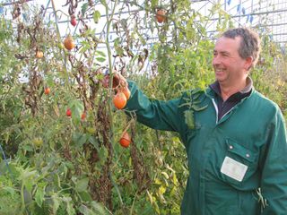 Nella serra dei pomodori Nella serra dei pomodori